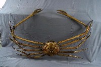 藏品(甘氏巨螯蟹)的圖片